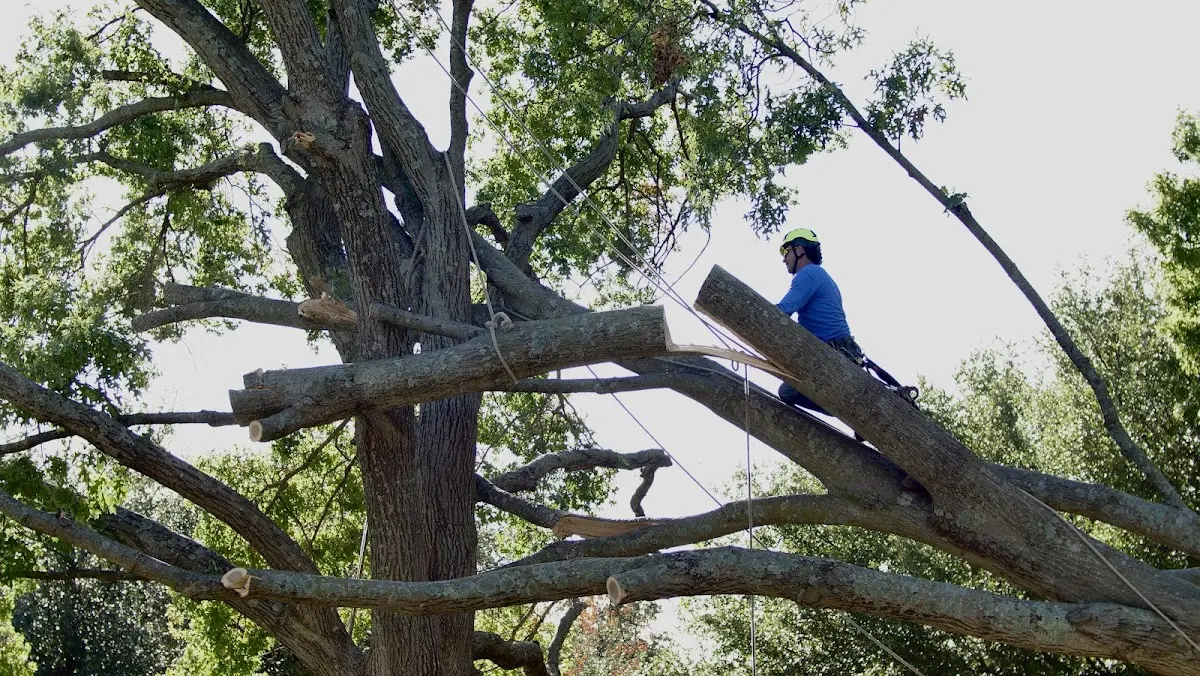 Professional Hazardous Tree Removal performed by certified arborists in Leonardtown