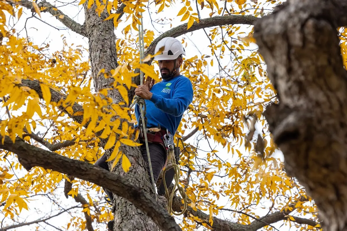 Skilled Tree Planing crew working in Leonardtown